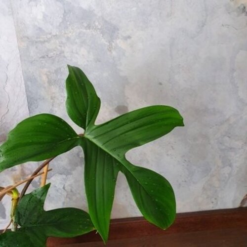 Philodendron florida