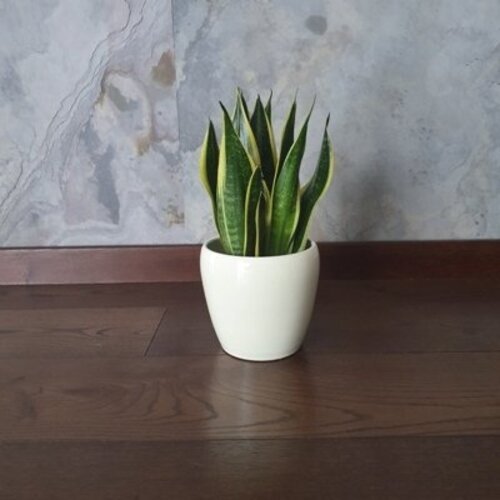 Sansevieria Canary