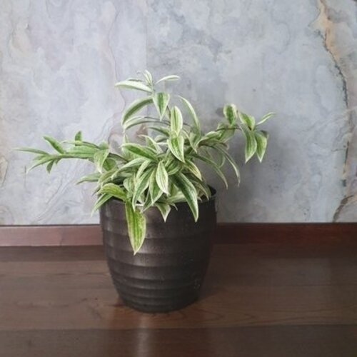 Dracaena serruculosa Golden dragon