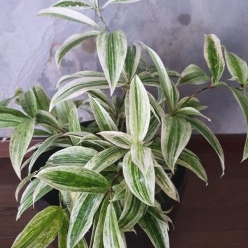 Dracaena serruculosa Golden dragon