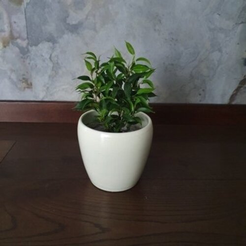 Ficus benjamina Green kinky