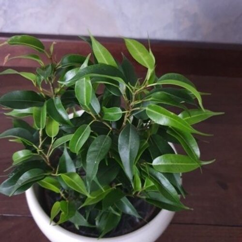 Ficus benjamina Green kinky