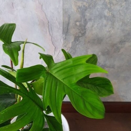 Philodendron florida