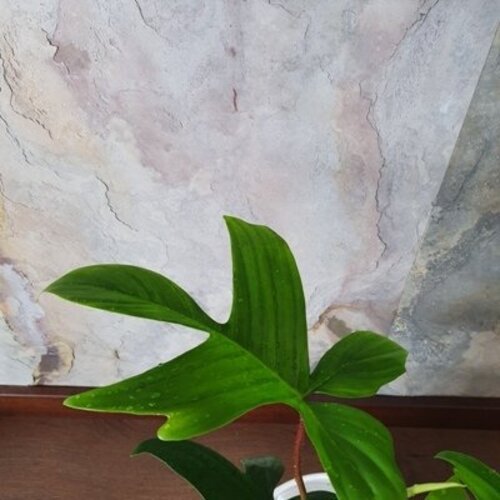 Philodendron florida