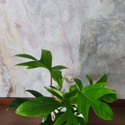 Philodendron florida