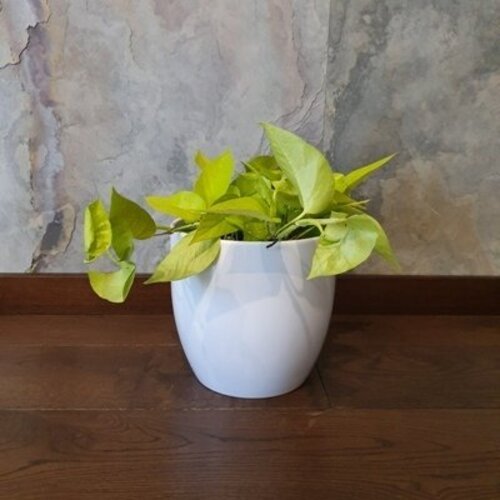 Epipremnum Golden Pothos