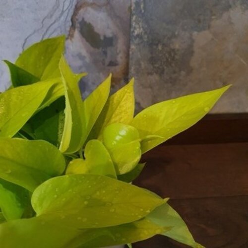 Epipremnum Golden Pothos