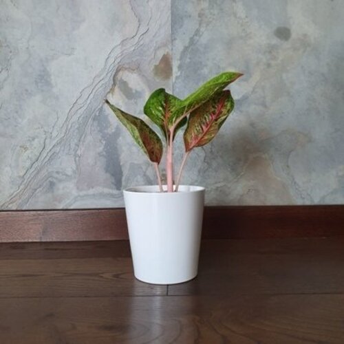 Aglaonema Painted Celebration