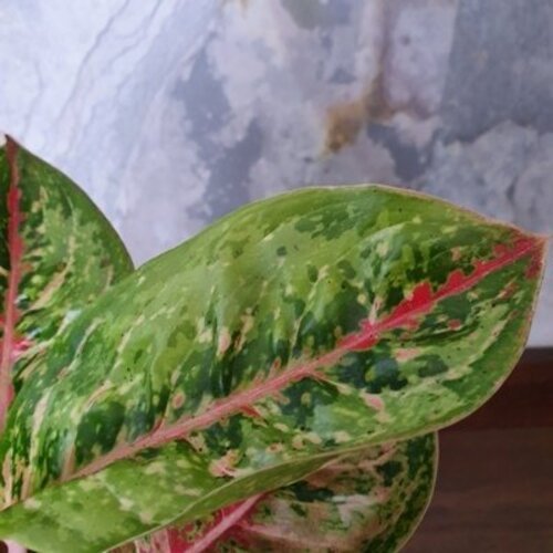 Aglaonema Painted Celebration