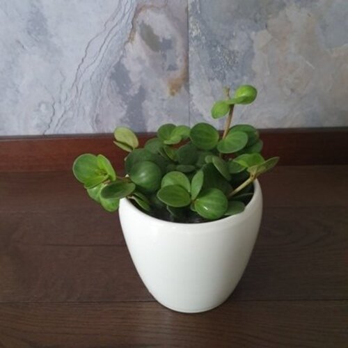 Peperomia tetraphylla Hope