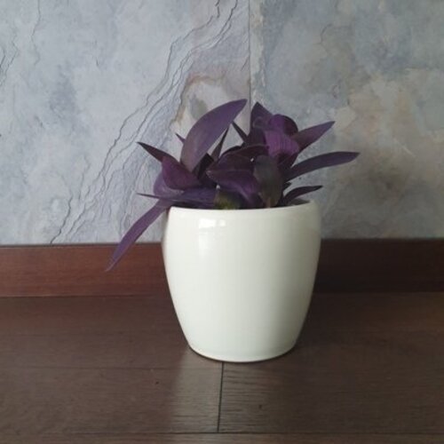 Tradescantia Purple Heart