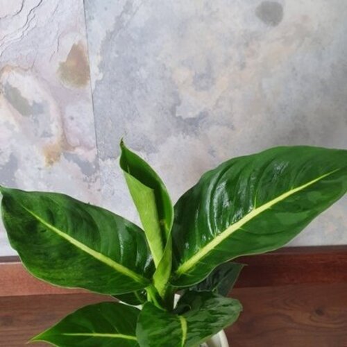 Dieffenbachia Green Magic