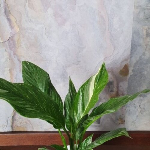 Spathiphyllum Domino