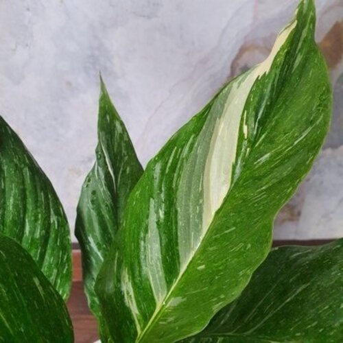 Spathiphyllum Domino