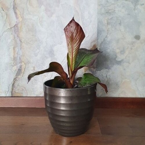 Ensete Red Banana