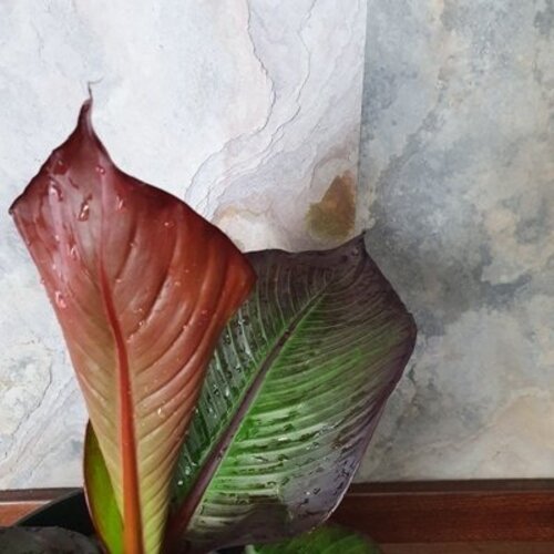 Ensete Red Banana