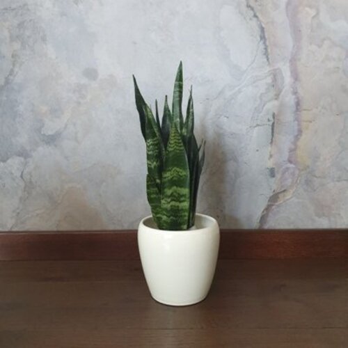 Sansevieria Black coral