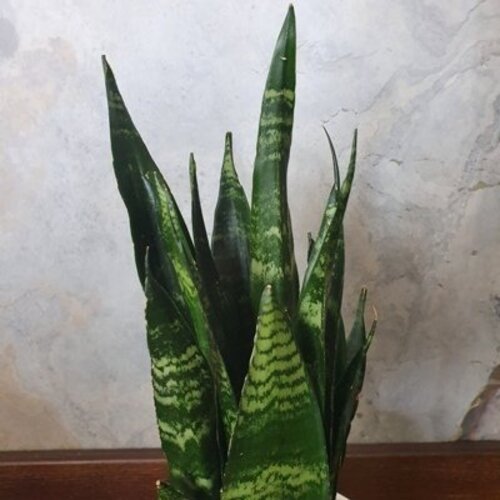 Sansevieria Black coral