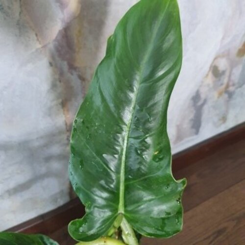 Philodendron subhastatum