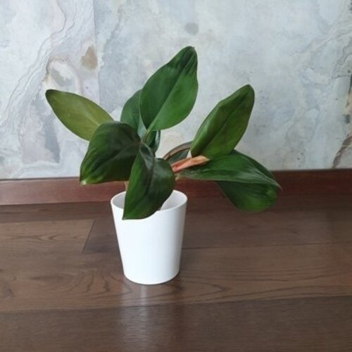 Philodendron Petit Congo