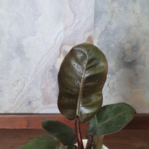 Philodendron Black Cardinal