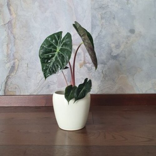 Alocasia baginda Pink Dragon