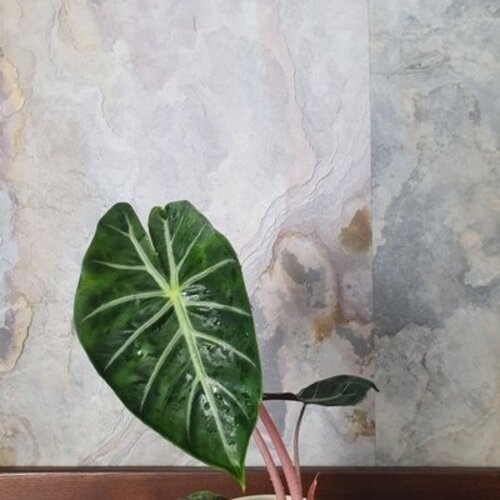 Alocasia baginda Pink Dragon