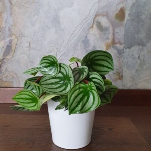 Peperomia argyreia Watermelon