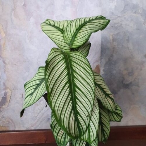 Calathea majestica White Star