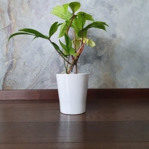 Philodendron florida Ghost