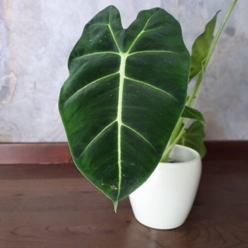 Alocasia micholitziana Frydek