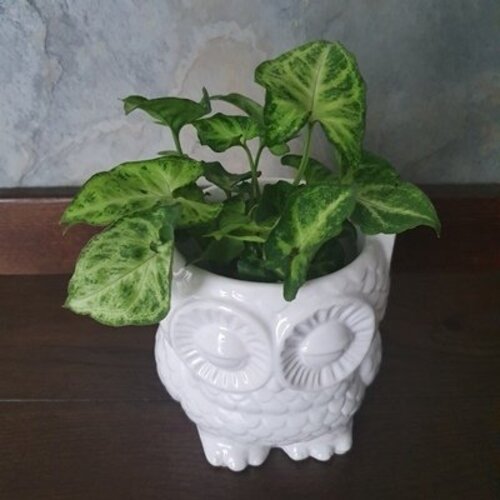 Syngonium Green Robusta 1