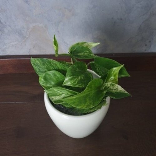 Epipremnum Marble Queen