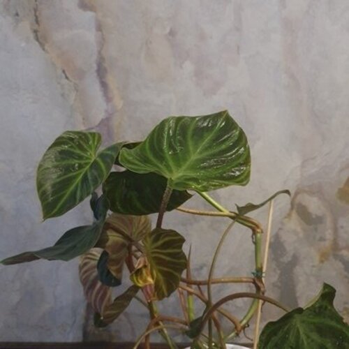 Philodendron verrucosum