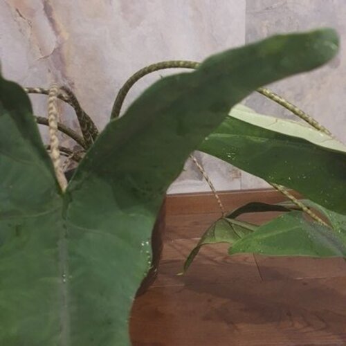 Alocasia Tigrina Dwarf