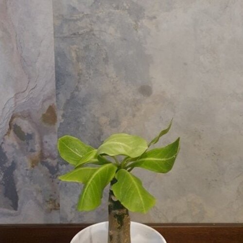 Brighamia insignis