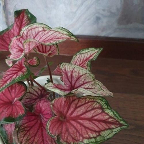 Caladium Sweet Heart