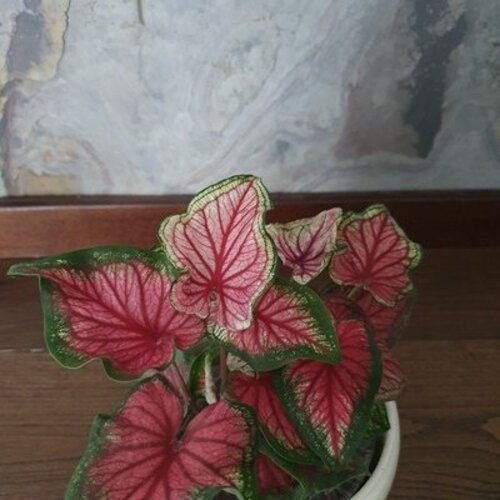 Caladium Sweet Heart