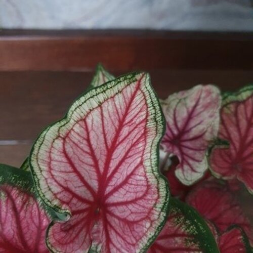 Caladium Sweet Heart