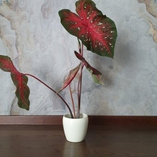 Caladium Red Flash