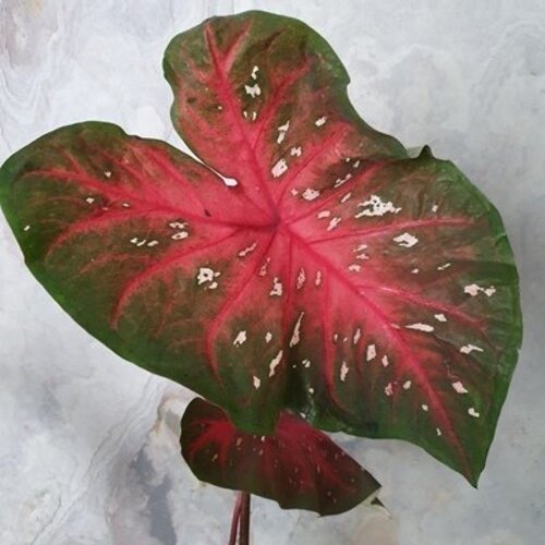 Caladium Red Flash