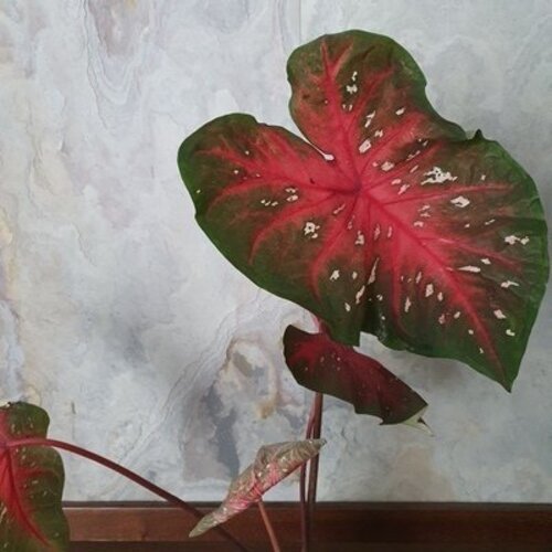 Caladium Red Flash