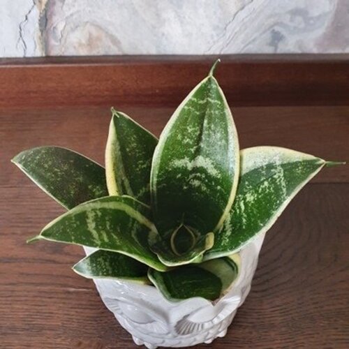 Sansevieria Hahnii Golden Edge