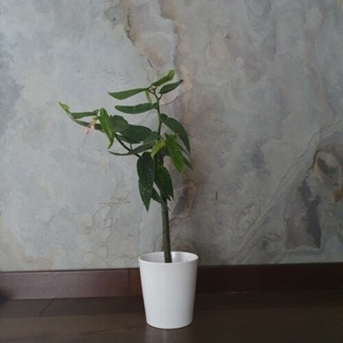 Begonia maculata Tamaya