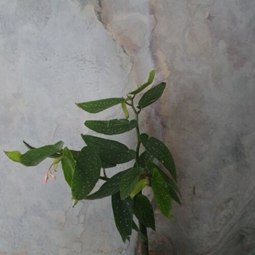 Begonia maculata Tamaya