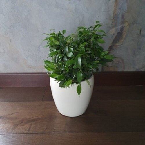 Ficus benjamina Green kinky