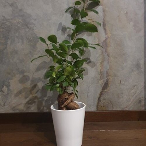 Ficus retusa (F. microcarpa) -BONSAI