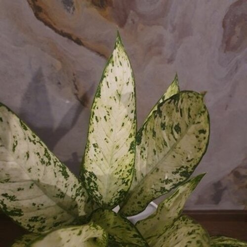 Dieffenbachia Vesuvius