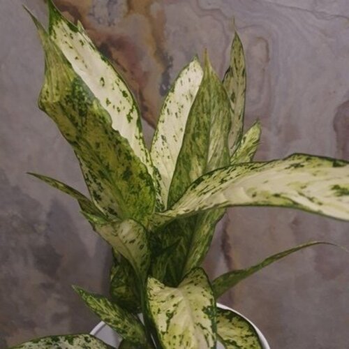 Dieffenbachia Vesuvius