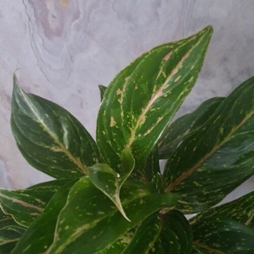 Aglaonema Sparkling Sahara